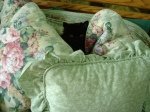 Spooky nestled in the pillow shams.